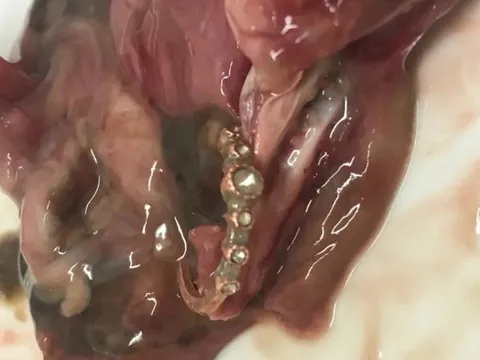 Người phụ nữ hét lên sung sướng khi tìm thấy thứ trong bụng con cá