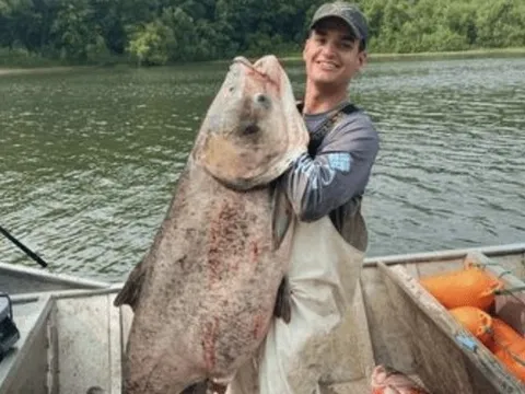 Ngư dân bắt được con cá mè khổng lồ nặng 50kg trên sông
