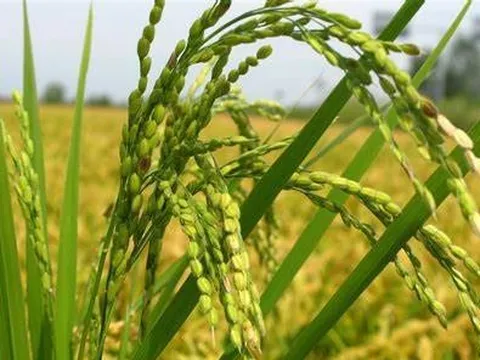 Xây dựng kế hoạch chuyển đổi hệ thống lương thực thực phẩm ở Việt Nam