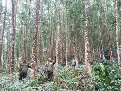 Quản lý rừng bền vững, phân cấp đến từng xã