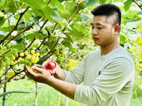 Chàng kỹ sư trẻ Nghệ An vào Hà Tĩnh lập nghiệp trồng nông sản hữu cơ