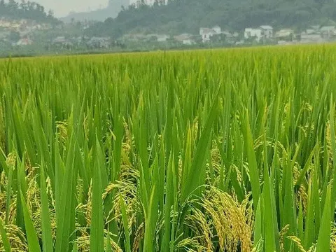 Xây dựng đề án tổng thể cho trồng trọt giảm phát thải