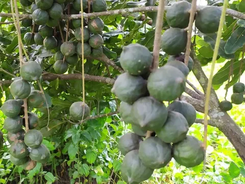 Loại hạt đắt đỏ bậc nhất thế giới, ở Việt Nam trồng bạt ngàn