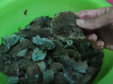 Thứ trông kỳ dị không ngờ là đặc sản "ăn giòn sần sật" dân phố thích mê, 70.000 đồng/kg
