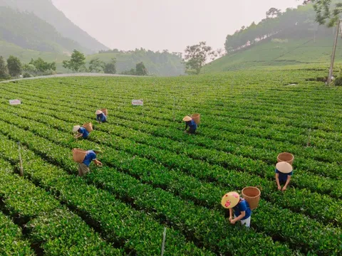 Người dân trồng chè ở La Bằng với niềm vui an cư