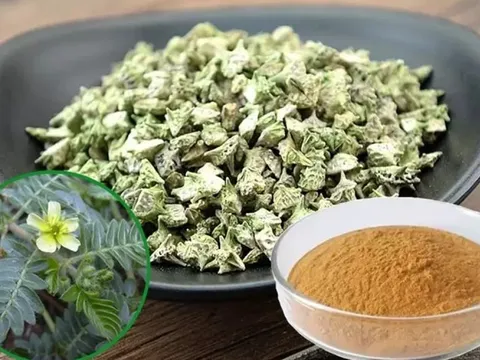 Loại cây xưa bị "vứt thẳng tay", nay thành đặc sản đắt đỏ dân phố thích mê, 240.000 đồng/kg