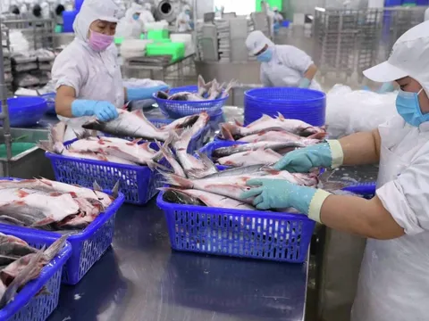 Cổ phiếu ANV còn hợp lý để mua vào khi liên tục neo cao?