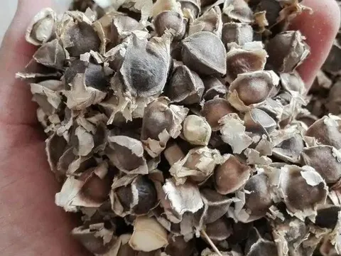 Cây mọc đầy ở Việt Nam không ngờ là "báu vật" ở nước ngoài, nhặt hạt đem bán cũng kiếm bộn tiền