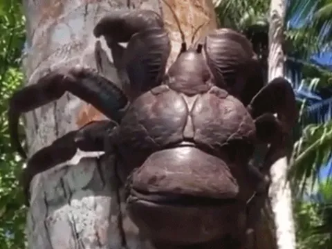 Loài cua biết leo cây, trước không ai ngó nay nâng tầm đặc sản giá 10 triệu/con vẫn được lùng mua