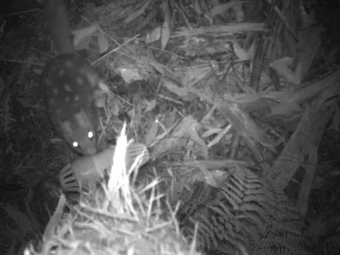 Loài vật quý hiếm bậc nhất thế giới, tuyệt tích hơn 100 năm bất ngờ "tái xuất"