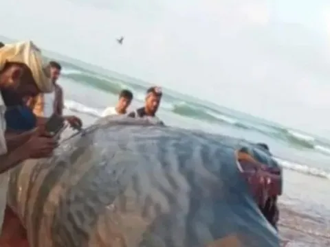 Mổ bụng cá, ngư dân sốc nặng khi tìm thấy thứ trị giá 39 tỷ đồng