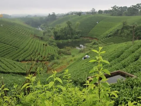Người trà trà người
