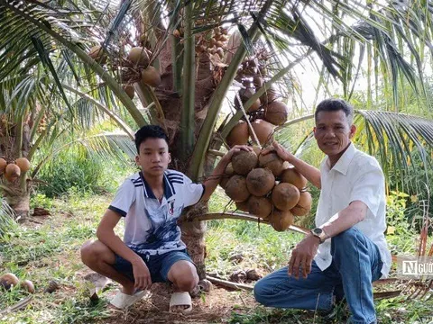 Người dân vùng biên thu nhập hàng trăm triệu đồng mỗi năm nhờ "bén duyên" với giống dừa lạ