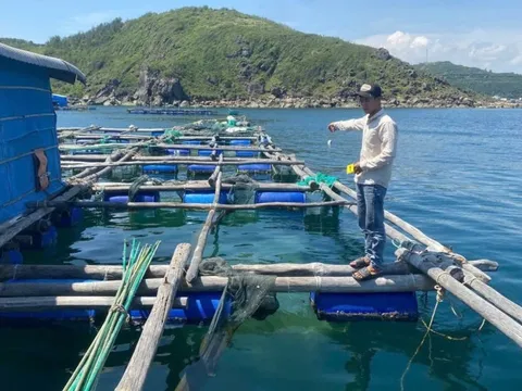Bắt tạm giam 4 đối tượng trộm cắp tôm hùm, chiếm đoạt hơn 300 triệu đồng