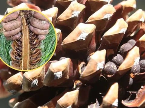 Loại hạt đắt đỏ bậc nhất thế giới, ở Việt Nam xưa rụng đầy gốc ít ai nhặt