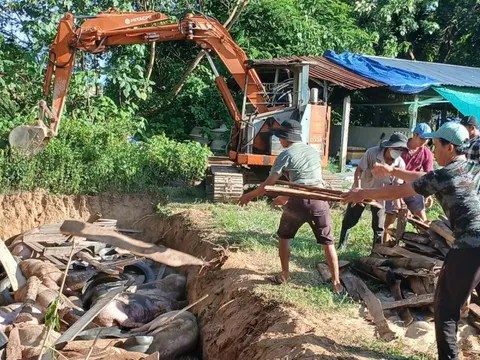 Gia Lai: Thu gom xác heo chết, khoanh vùng dập dịch tả heo châu Phi