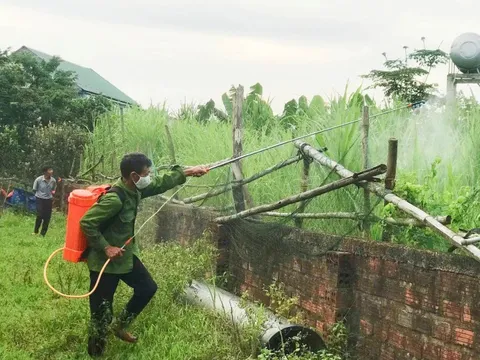 Châu chấu tre tràn xuống ruộng vườn, Hà Tĩnh ra công điện khẩn