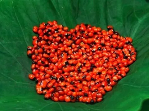 Loại hạt đắt đỏ bậc nhất thế giới, giá 240 triệu đồng/kg, chỉ duy nhất Việt Nam mới có