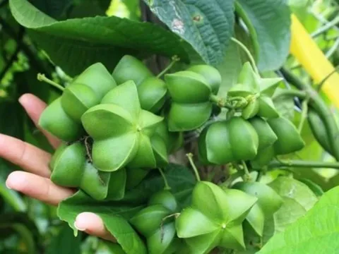 Loại hạt đắt đỏ bậc nhất thế giới, không ngờ có đầy ở Việt Nam