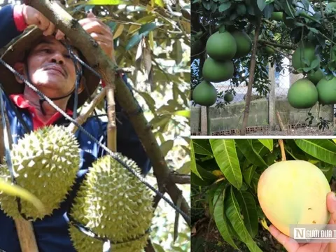 Nâng tầm nông sản Đồng Nai – Kỳ 1: Rộng đất, dày tiềm năng nhưng chưa “hóa vàng"