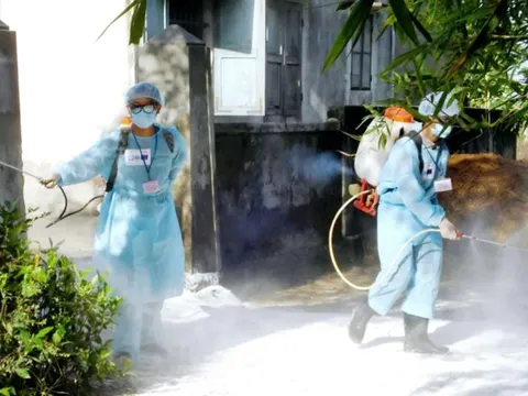 TP. Huế triển khai các biện pháp phòng, chống bệnh liên cầu lợn