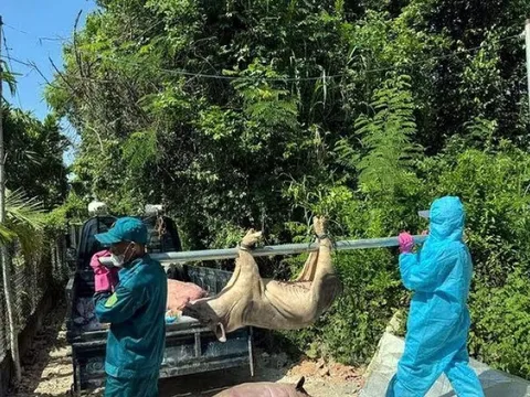 Quảng Ngãi: Phát hiện hơn 100 ổ dịch tả lợn Châu Phi, tiêu huỷ hàng chục tấn