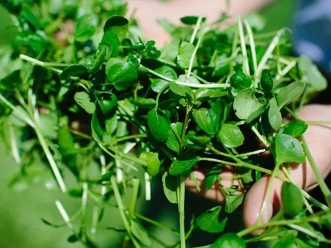 Loại rau tốt nhất thế giới, ở chợ Việt vừa nhiều vừa rẻ