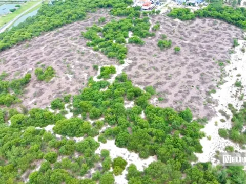 Vụ hơn 2,5ha rừng phòng hộ bị cưa hạ: Người mua chuyển tiền vào tài khoản lãnh đạo xã