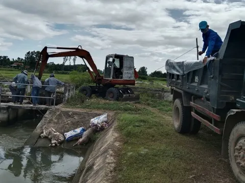 Gia Lai chỉ đạo xử lý tình trạng vứt heo chết bừa bãi xuống kênh thủy lợi