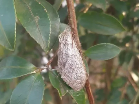 Không phải tổ yến, tổ của loài này mới là "báu vật", ở Việt Nam có nhiều