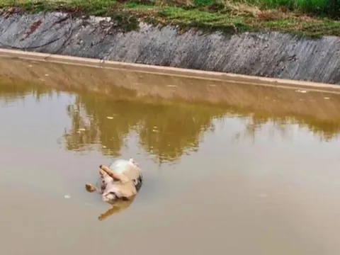 Quyết liệt ngăn chặn tình trạng vứt xác lợn ra môi trường ở Nghệ An