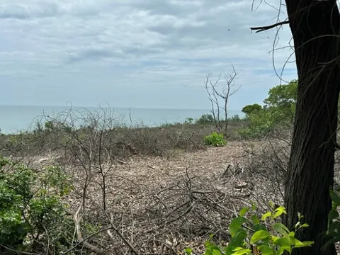 TP. Huế chỉ đạo xử lý nghiêm vụ chặt hạ rừng phòng hộ ven biển