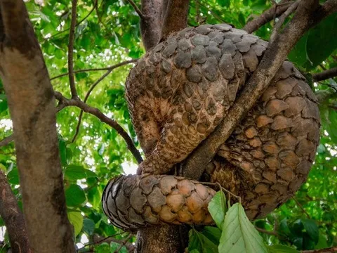 Đang đi dạo, nam thanh niên phát hiện cảnh tượng bất ngờ trên cây
