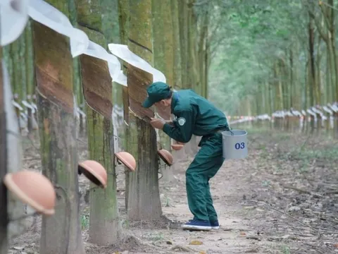 Cao su Tây Ninh (TRC) báo lãi cao kỷ lục, gấp 3,7 lần trong nửa đầu năm