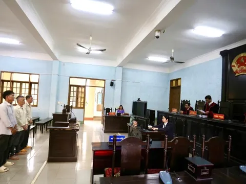 Tuyên án chủ tịch một công ty trồng rừng có hành vi phá rừng