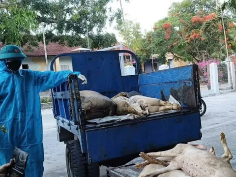 Đà Nẵng khoanh vùng, ngăn chặn sự lây lan dịch tả lợn châu Phi