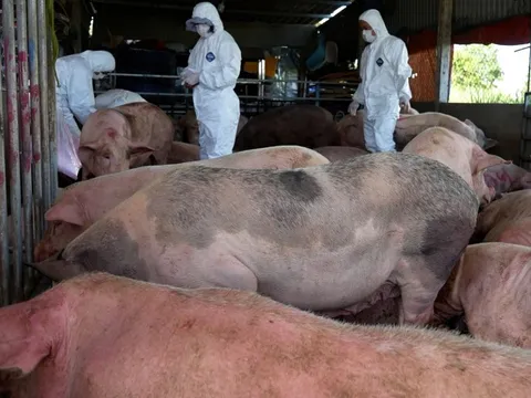 Quảng Ngãi: Phát hiện cơ sở thu mua lợn nhiễm dịch tả lợn châu Phi