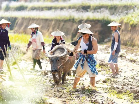 Sức hút từ những gameshow “sao về quê”