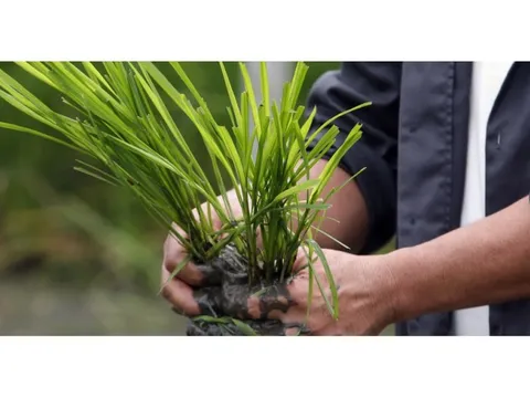 Dùng thuốc bảo vệ thực vật đúng quy tắc giúp nông nghiệp bền vững