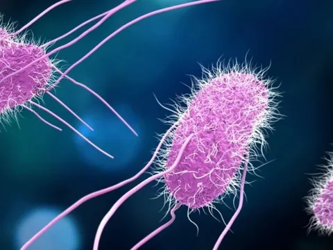 Bộ Y tế khuyến cáo các loại vi khuẩn thường gặp trong mùa mưa lũ