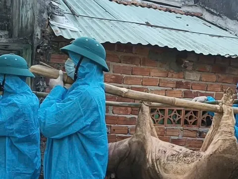 Quảng Ngãi chỉ đạo xử lý nghiêm các trường hợp giấu dịch tả lợn châu Phi
