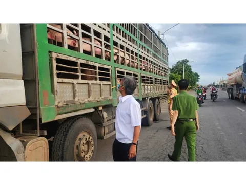 Chưa có kết quả xét nghiệm, chủ xe tự nguyện giao nộp 54 con heo để tiêu hủy