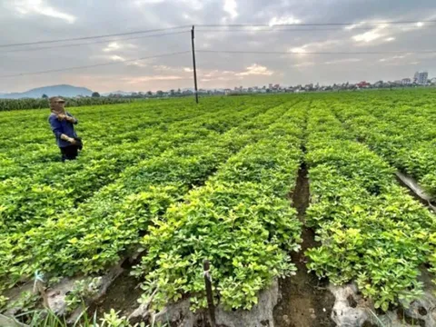 Nghệ An: Nâng cao hiệu quả đánh giá phân hạng sản phẩm OCOP