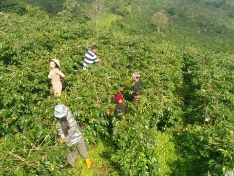 Khe Sanh (Quảng Trị) – Nơi mỗi hạt cà phê mang trong mình 'linh hồn' của đất và người
