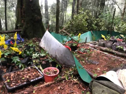 Mưa gió càn quét "thủ phủ" sâm Ngọc Linh, chủ vườn thiệt hại nặng nề