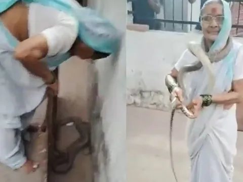 Phát hiện rắn chui vào nhà, cụ bà 70 tuổi có hành động gây sốc