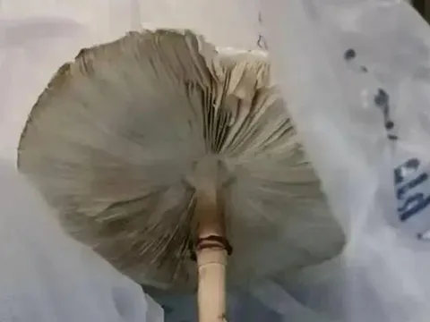 Ăn cây "lạ" nhà trồng từ hạt giống mua trên mạng, hai vợ chồng nhập viện khẩn cấp