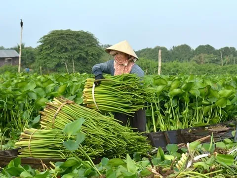 Phòng ngừa, khoanh vùng từ sớm để quản lý loài ngoại lai xâm hại