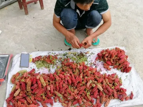 Loại quả dại xưa rụng đầy gốc không ai nhặt, nay lên đời giá 700.000 đồng/kg mang bán "hái ra tiền"