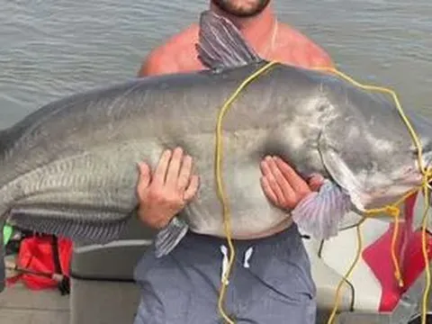 Ngư dân câu được con cá trê xanh khổng lồ nặng 39kg trên sông